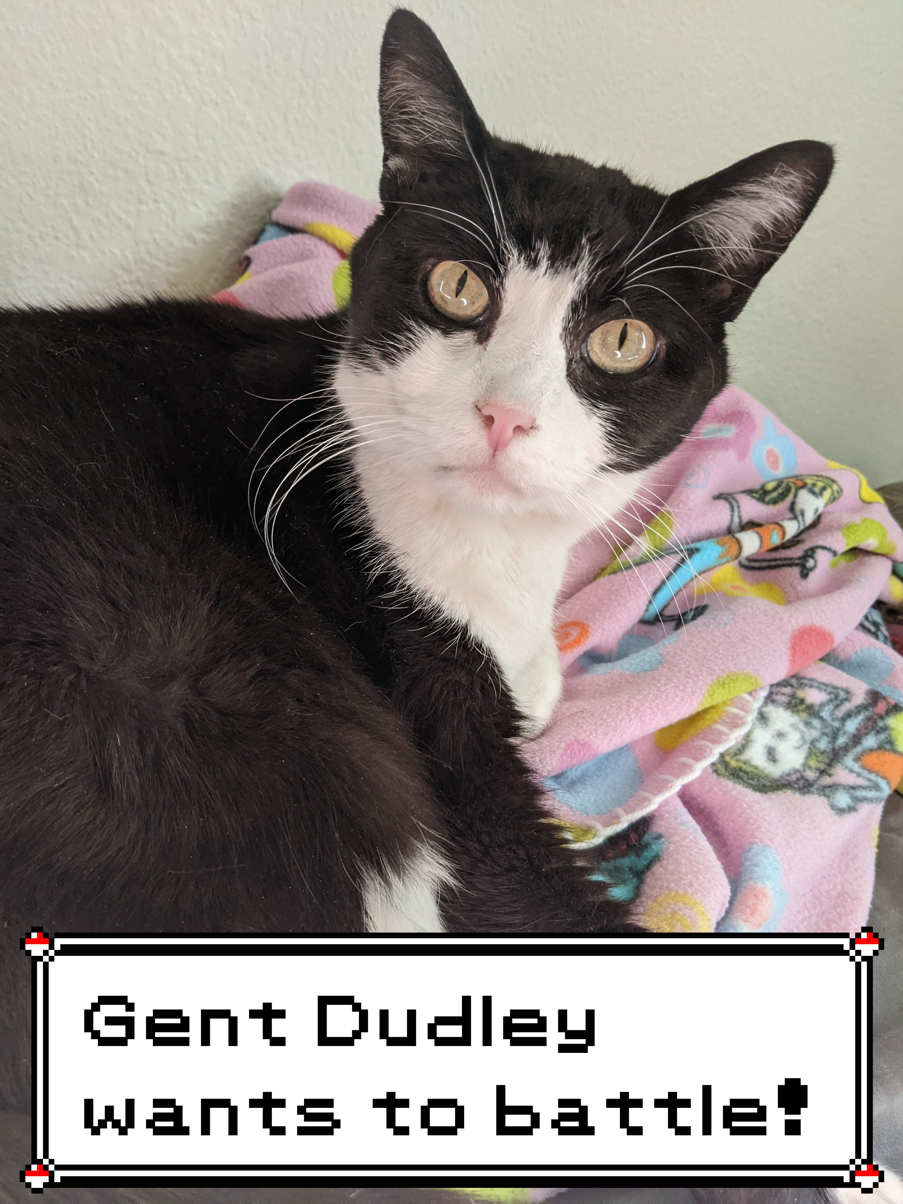 A black and white cat approaches you for a Pokemon battle.